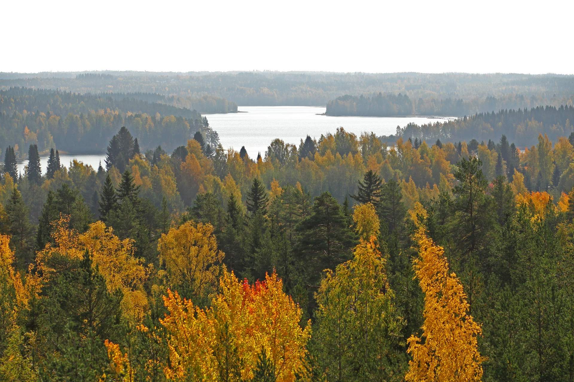 mustikkavuori_syksy Kuva: Susanna Laitala/Ähtärin kaupunki